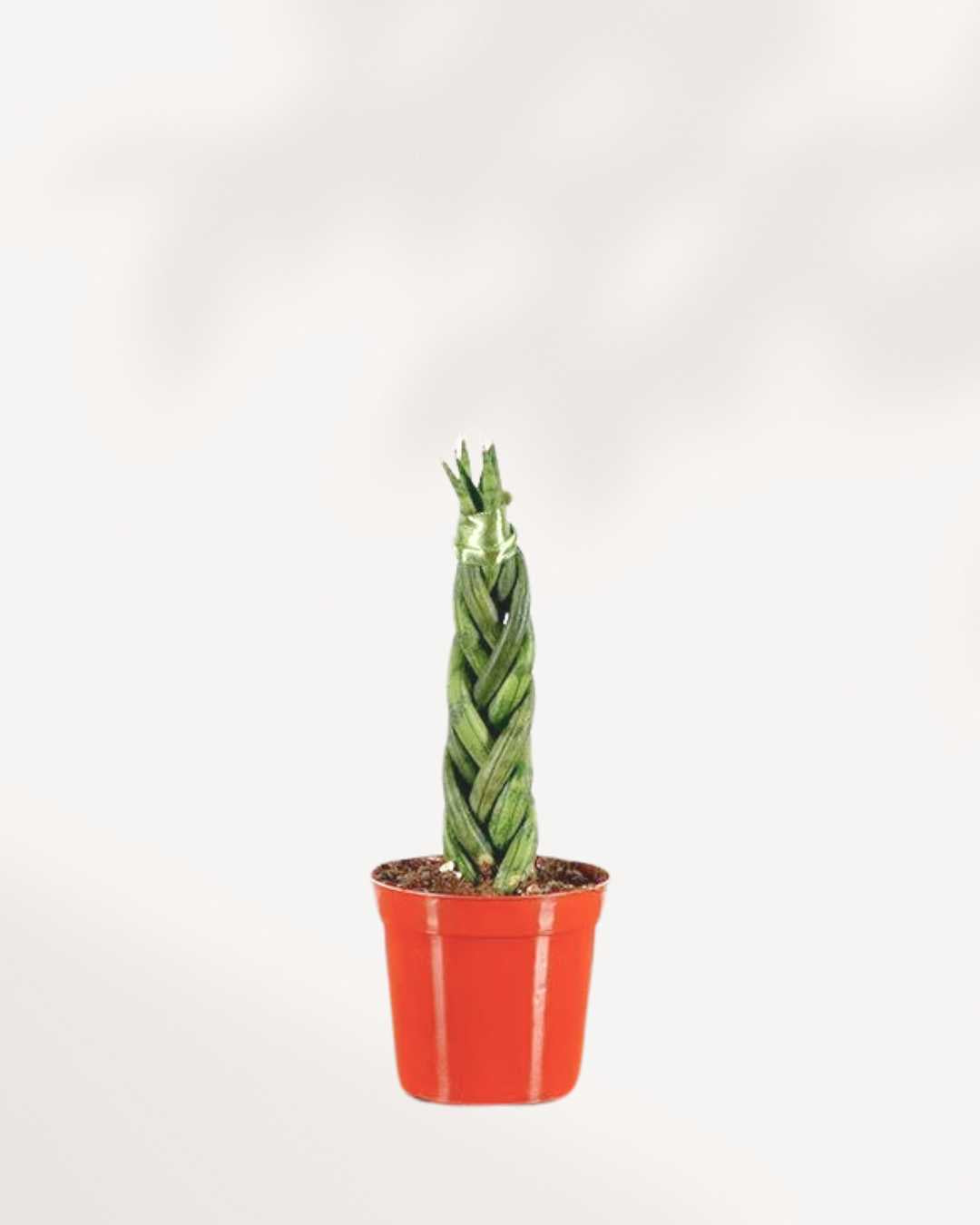 dragon fingers sansevieria cylindrica Sansevieria Cylindrica Braid | Buy Online | Mygreenscape