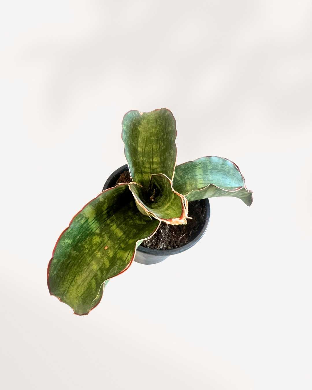 Top-down view of Sansevieria Dragon Wing's fan-shaped growth