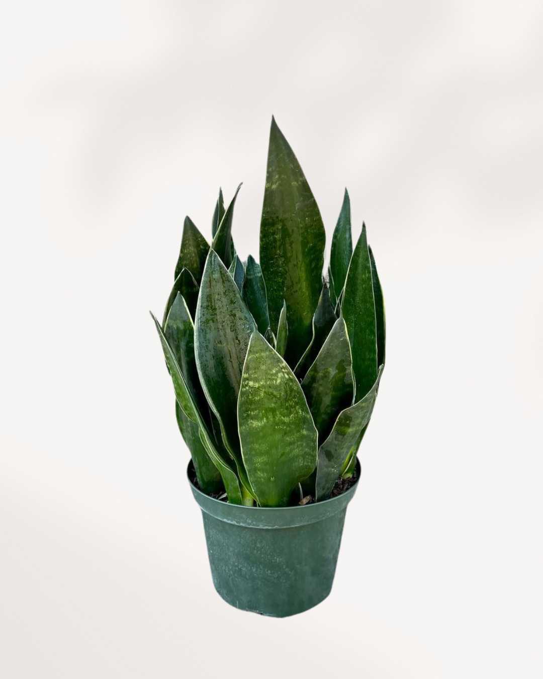 sansevieria fabi Sansevieria Fabi Snake Plant | Low-Maintenance Indoor Plant | Mygreenscape