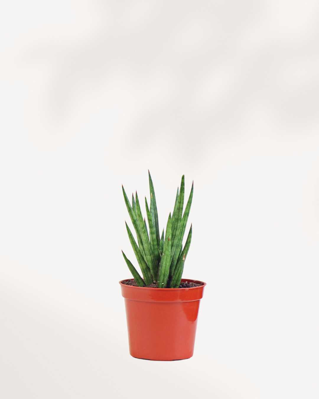 spiky sansevieria Sansevieria Francissii Spiky | Buy Rare Snake Plant Online in Canada | Mygreenscape