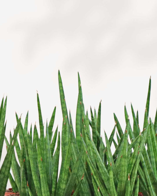 Sansevieria Francissii Spiky 2.5” Pot - Small