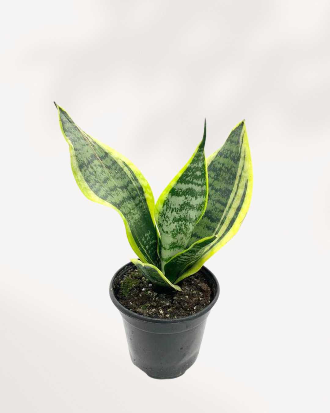 Sansevieria Futura Superba 6" Pot - Medium (Expect some blemishes)