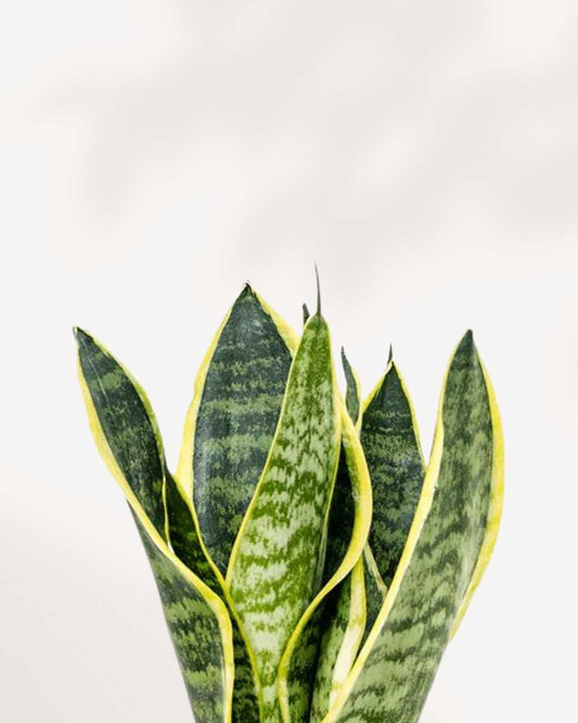 Sansevieria Futura Superba 3.5" Pot - XSmall (Expect some blemishes)