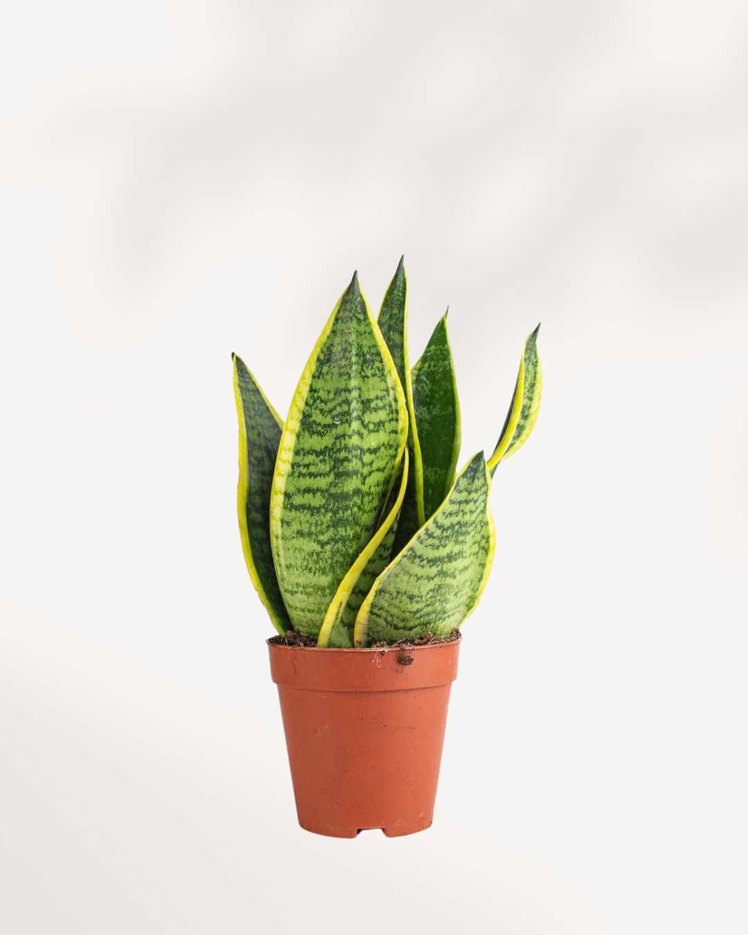 futura superba snake plant height Sansevieria Futura Superba | Buy Online - Indoor Plant | Mygreenscape