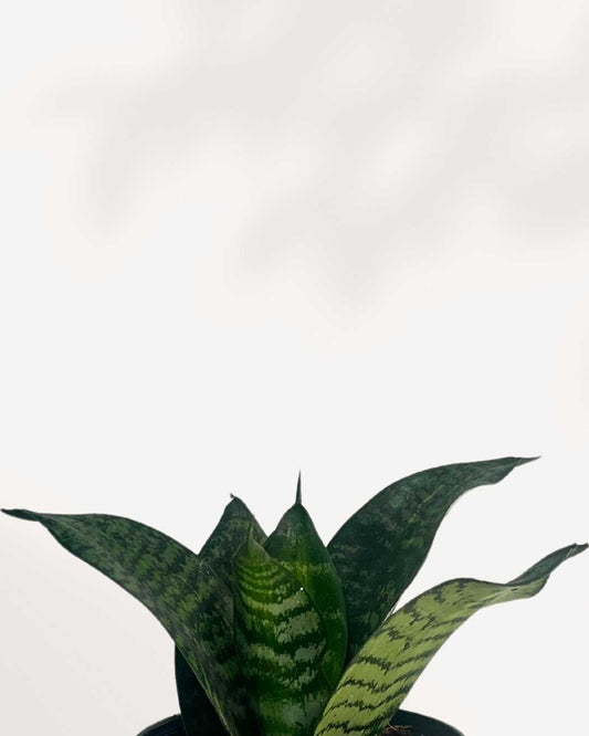 Sansevieria Hahnii Birdsnest 4" Pot - Small, front view of compact rosette