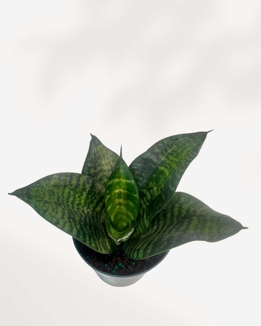 Top-down view of Sansevieria Hahnii Birdsnest's rosette form
