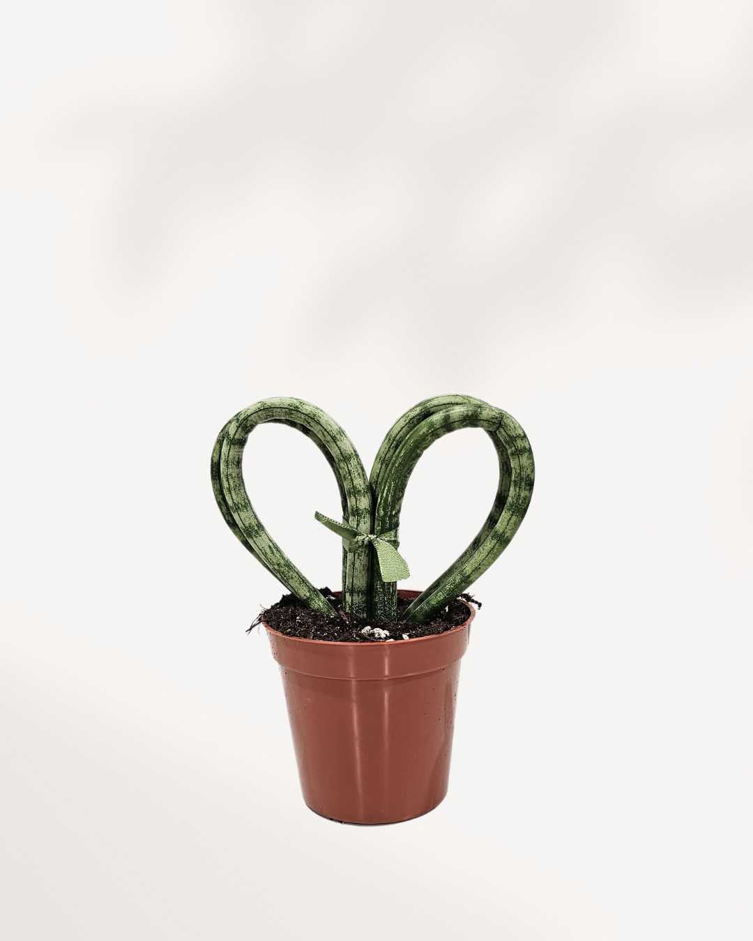 heart shaped snake plant Buy Sansevieria Hearts Coracao: Heart-Shaped Succulent | Mygreenscape
