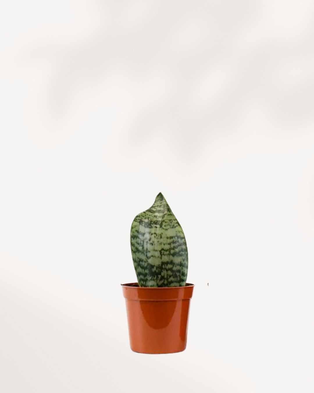 koi fin sansevieria Sansevieria Koi Fin - Variegated Foliage | Buy Online | Mygreenscape