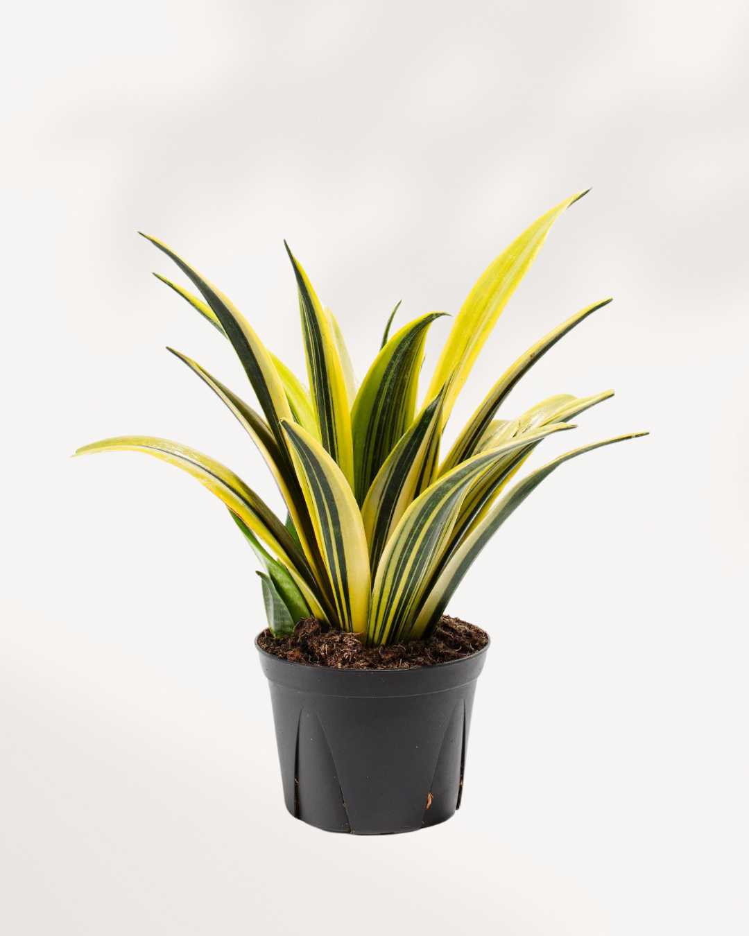 la sansevieria trifasciata Sansevieria La Rubia | Buy Online Snake Plant | Mygreenscape