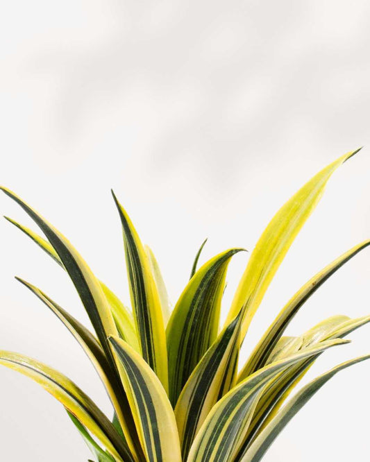 Sansevieria La Rubia 6" Pot - Medium (Expect some blemishes)