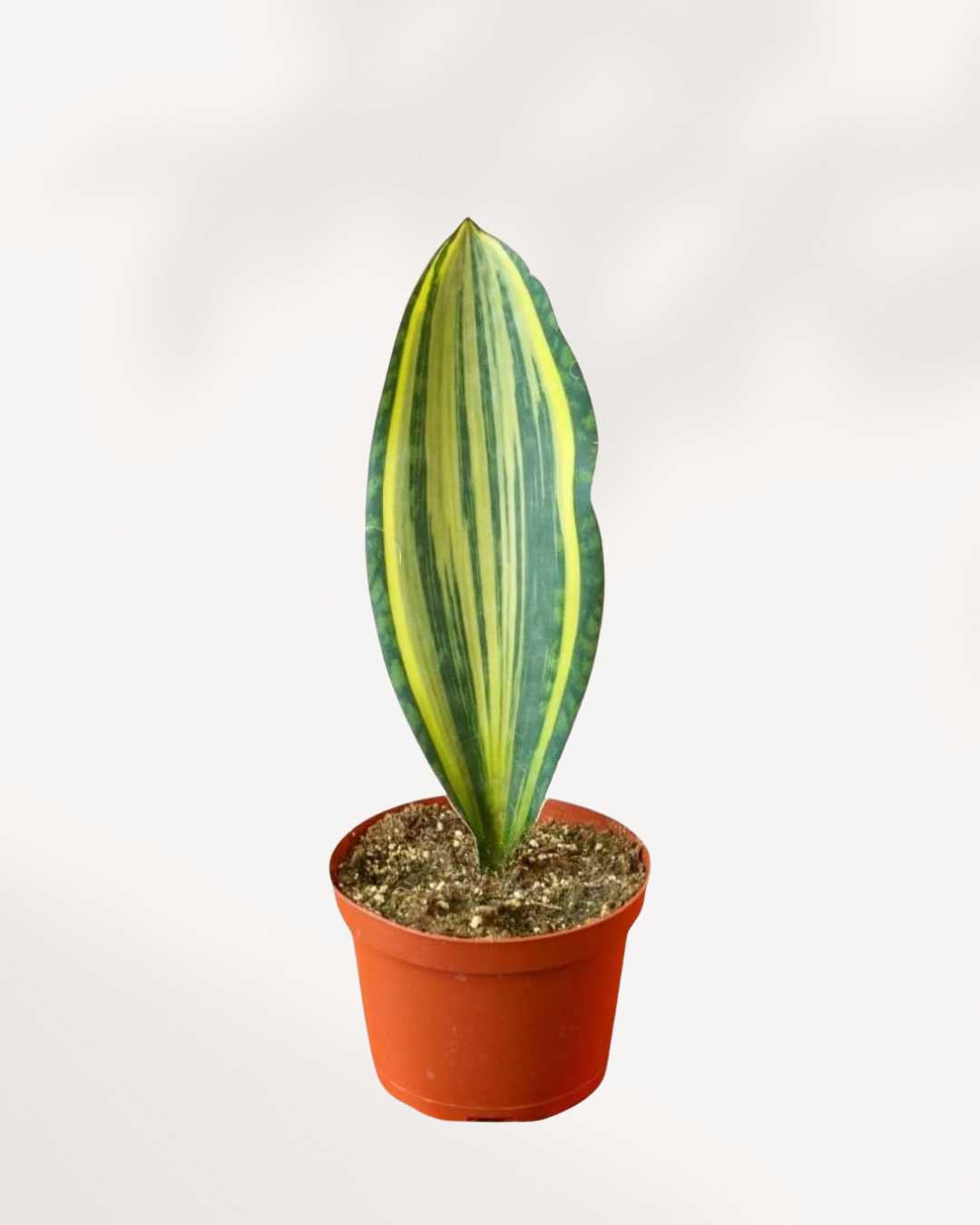 sansevieria masoniana f. variegata Sansevieria Masoniana Whale Fin Variegata | Buy Online | Rare & Exotic Houseplant | Mygreenscape