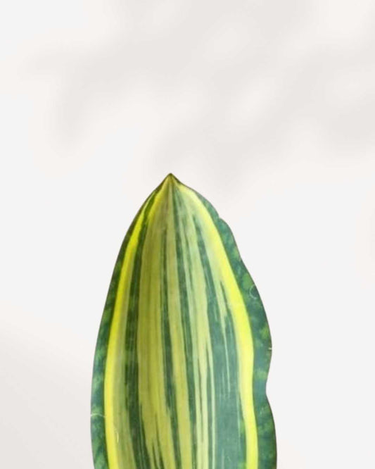 Sansevieria Masoniana Whale Fin Variegata 6” Pot -Medium