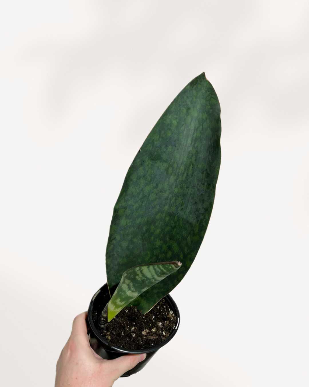 Sansevieria Masoniana Whale Fin