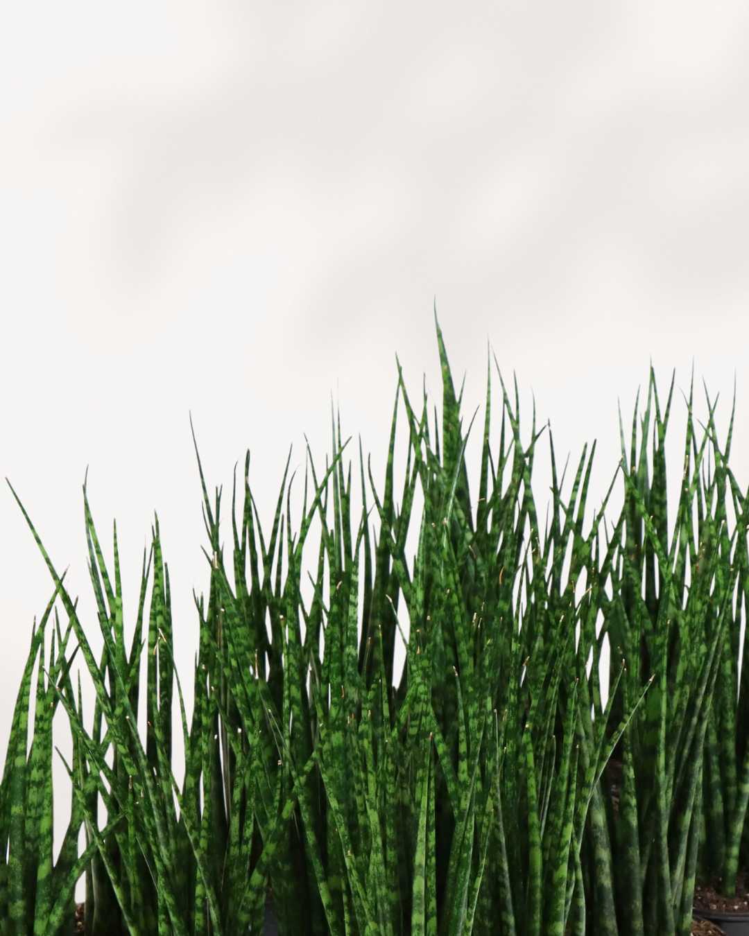 Sansevieria Fernwood Mikado