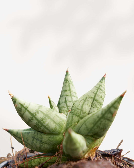 Sansevieria Ming Manee 1.5” Pot -XSmall