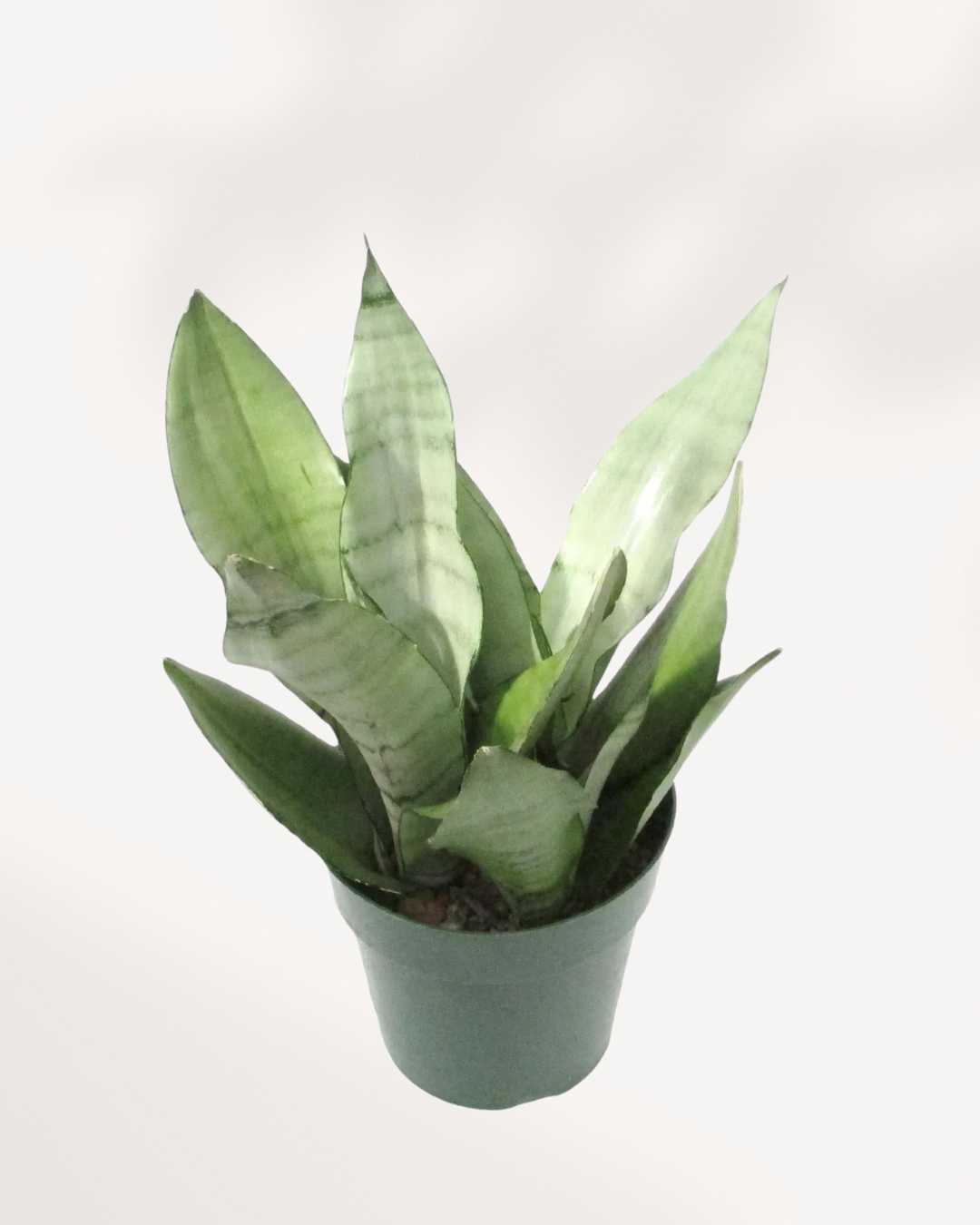 Sansevieria Moonshine 6” Pot -Medium (Expect some blemishes)