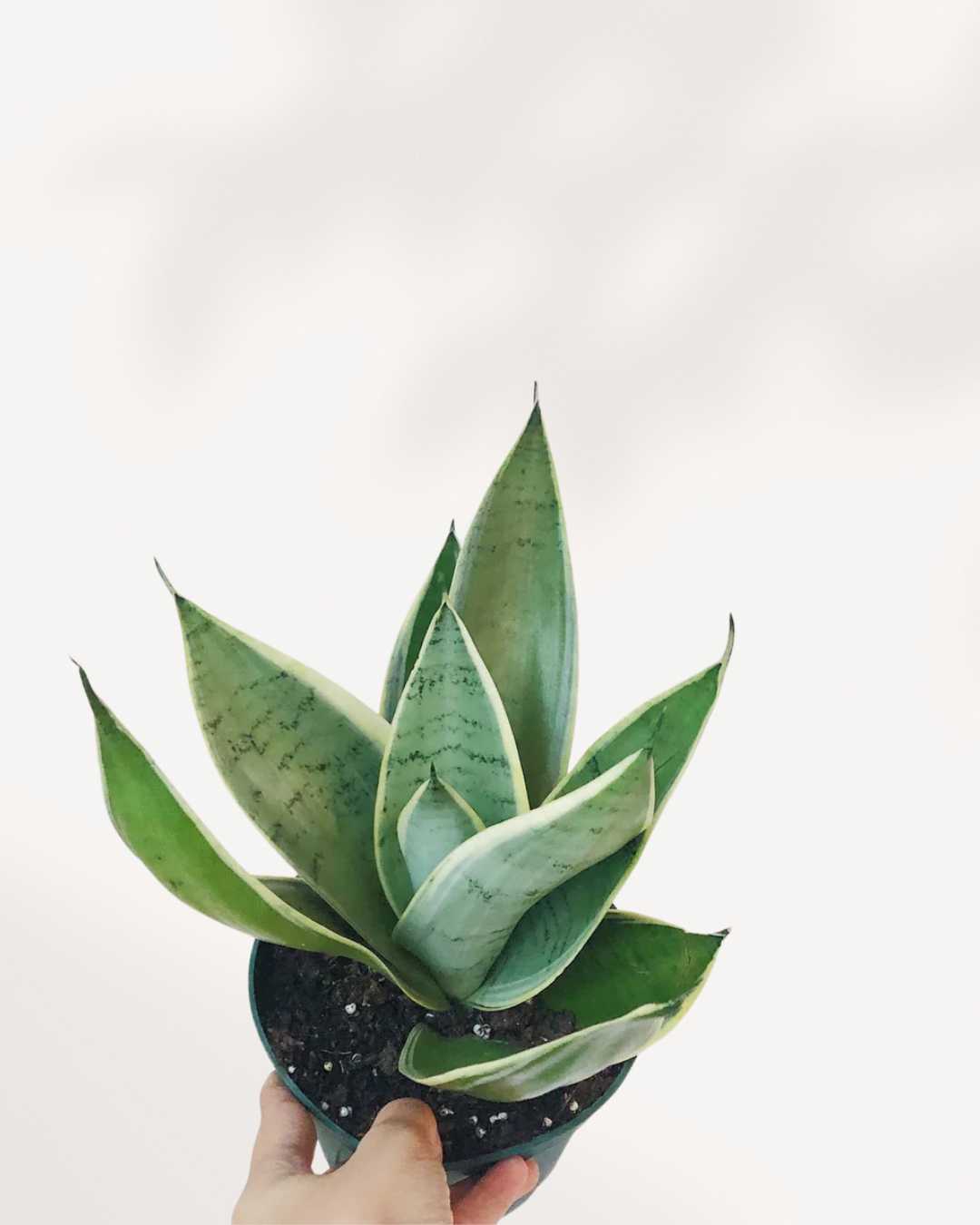 Sansevieria Night Owl held in hand, showing compact rosette size