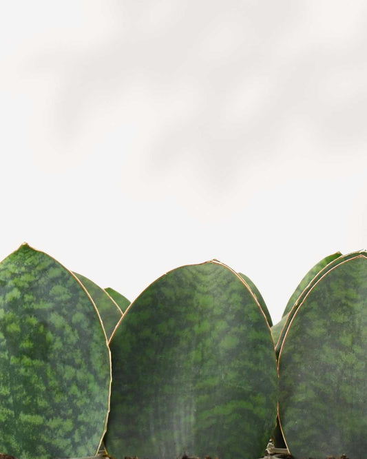 Sansevieria Shark Fin 4" Pot - Small