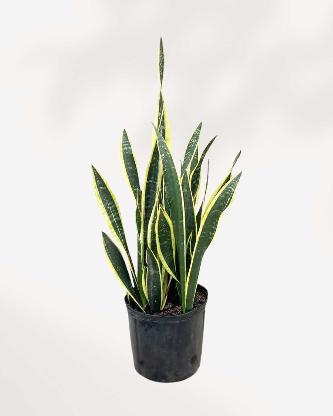 Sansevieria Snake Plant 8" Pot Large