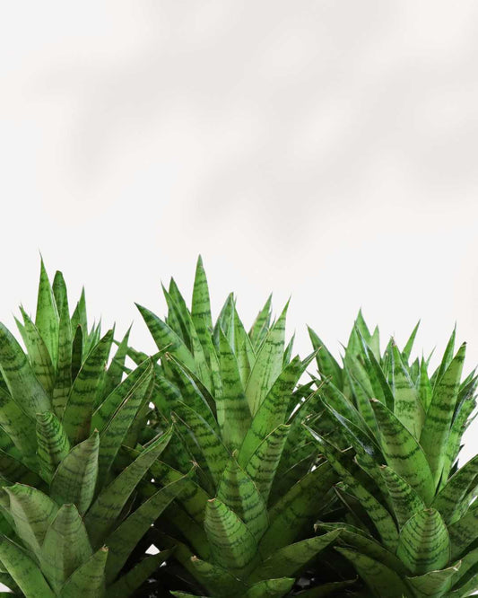 Sansevieria Trifasciata Tough Lady 2.5" Pot - XSmall