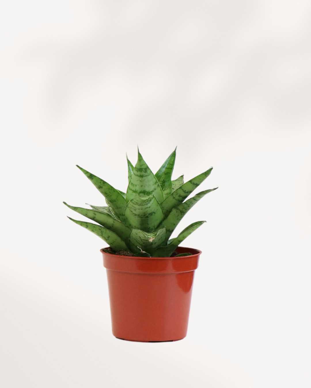 sansevieria trifasciata small Sansevieria Tough Lady | Snake Plant for Sale Online | Mygreenscape