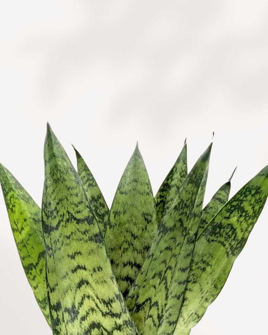 Sansevieria Zeylanica Fan