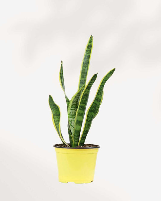 Sansevieria Snake Plant 4" Pot - Small