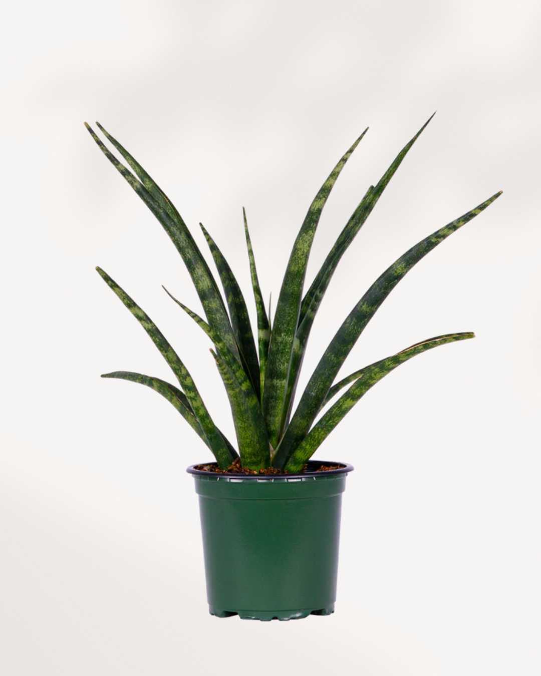 Sansevieria Fernwood Natural
