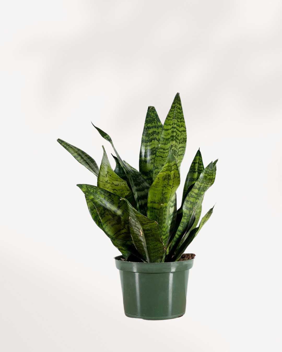 Sansevieria Futura Robusta 6" Pot - Medium (Expect some blemishes)