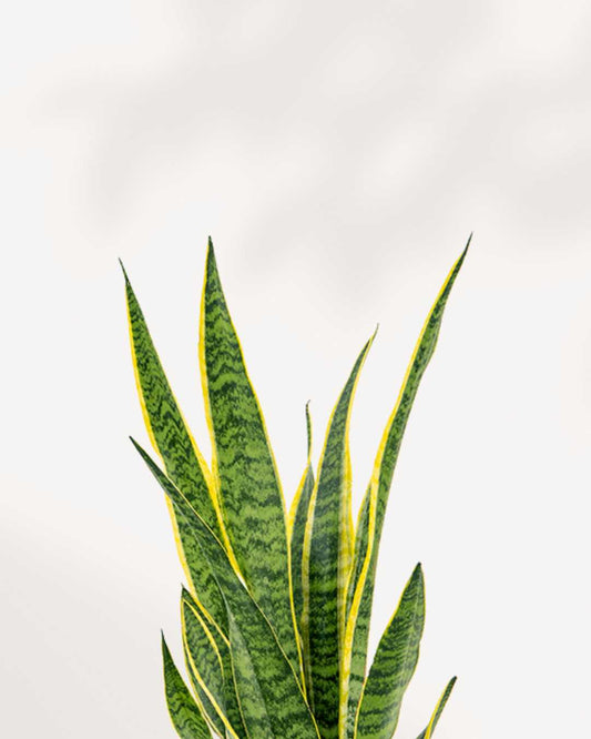 Sansevieria Laurentii 4" Pot - Small