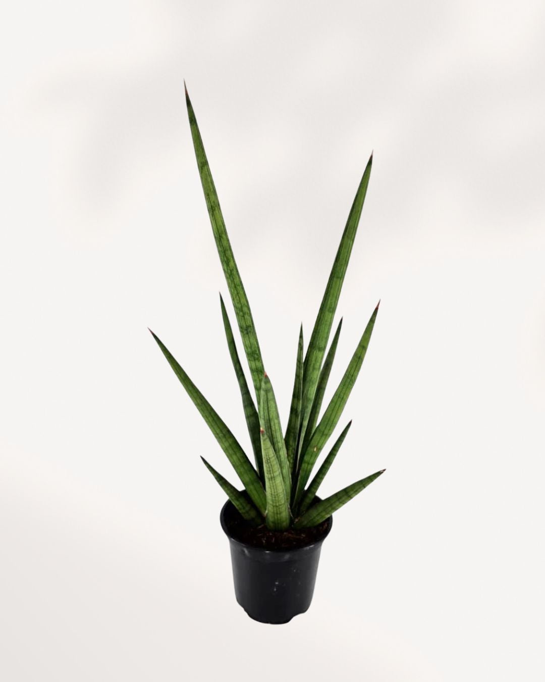 Top-down view of Sansevieria Mikado Bob Fernwood's fan-shaped growth