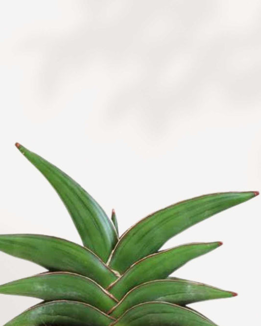 Sansevieria Samurai 4" Pot - Small