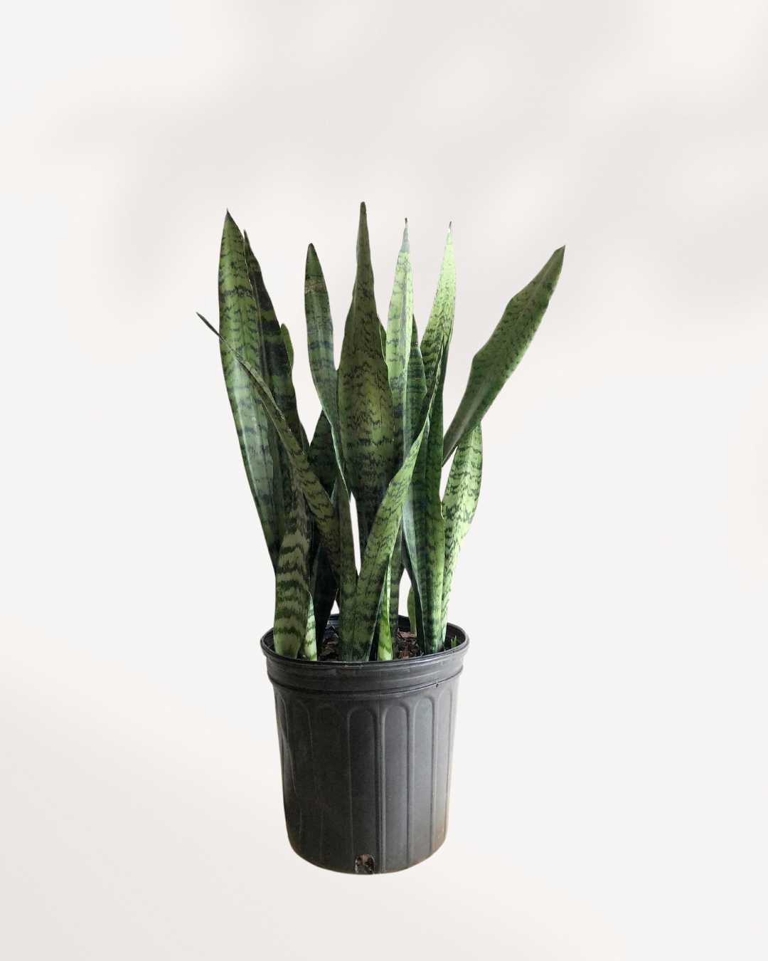 Sansevieria Zeylanica