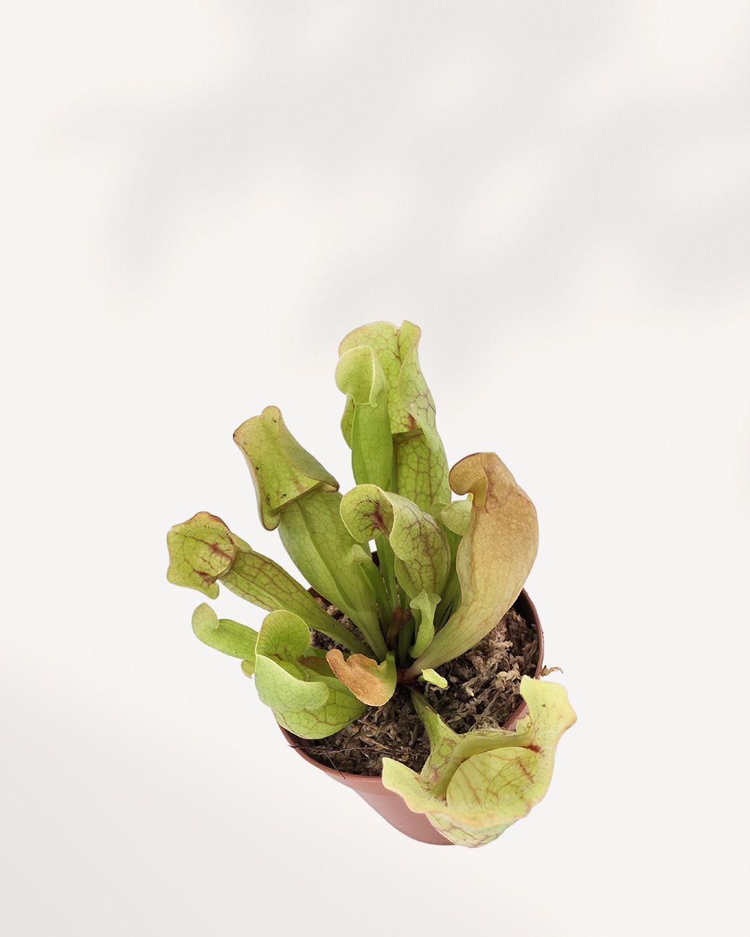 Sarracenia Pitcher Plant for Sale – Buy Carnivorous Plant Online | Easy Care, Unique Insect-Catching Houseplant – Canada Delivery