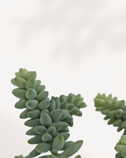 Sedum Burro's Tail 4" Hanging Basket