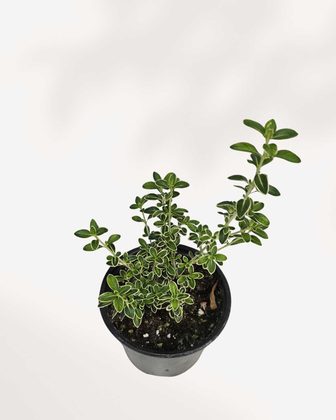 Serissa japonica 'Snowrose'