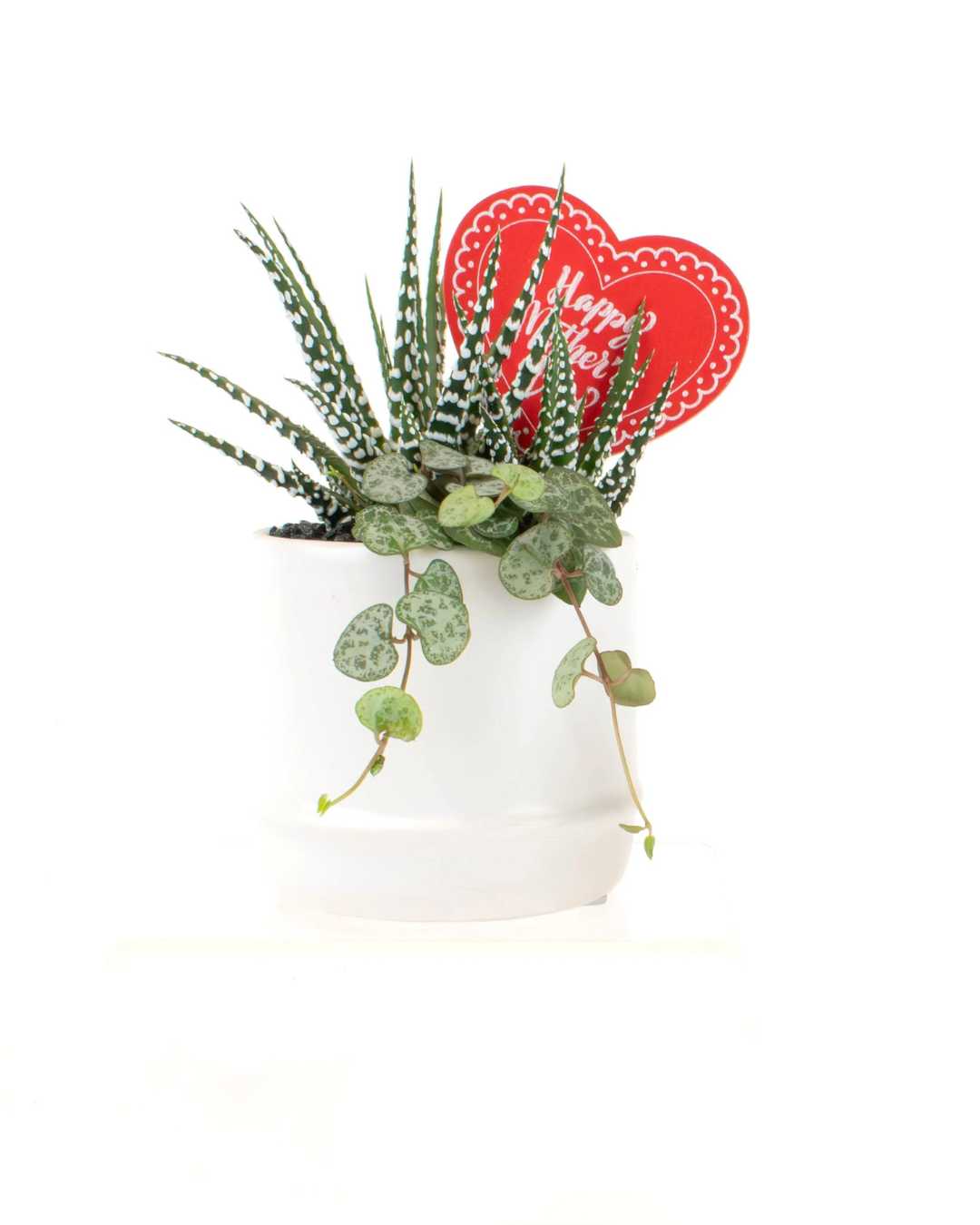 Small Elio Mother's Day Mini Garden