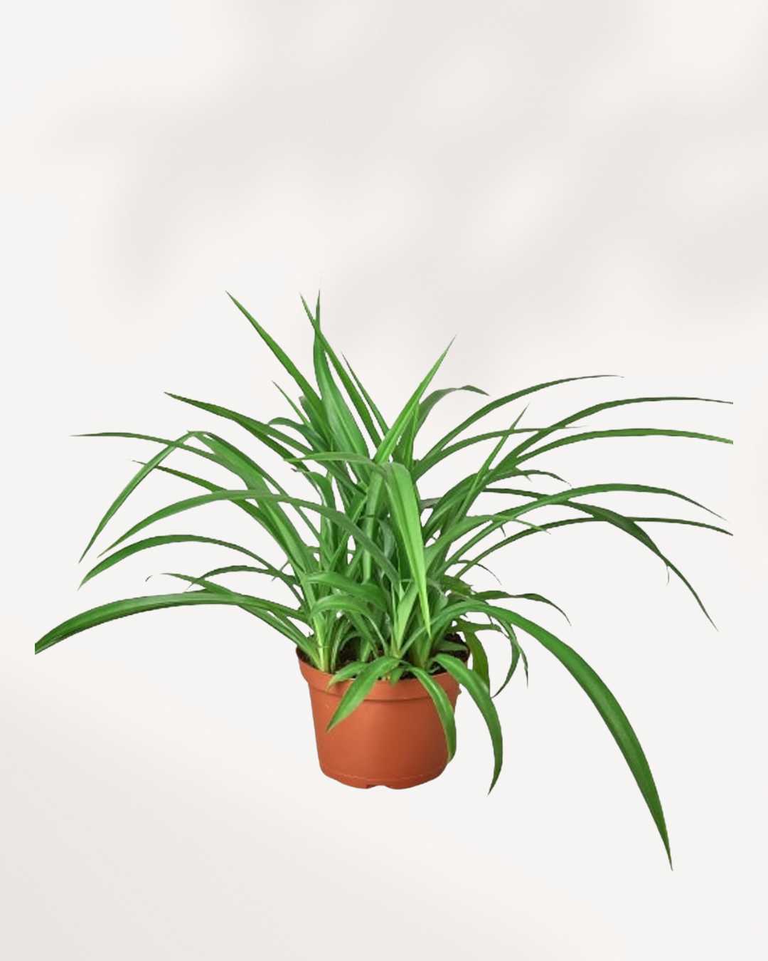 Spider Plant Green 5" Pot - Medium