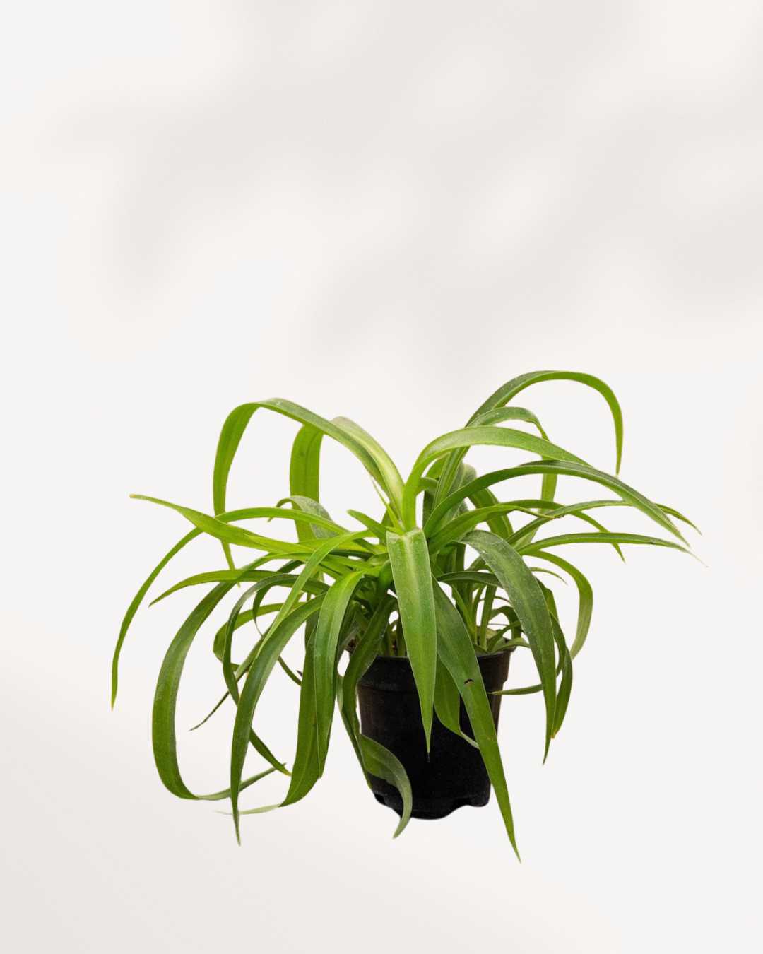 plain green spider plant Spider Plant Green | Buy Online – Air Purifying Houseplant | Mygreenscape