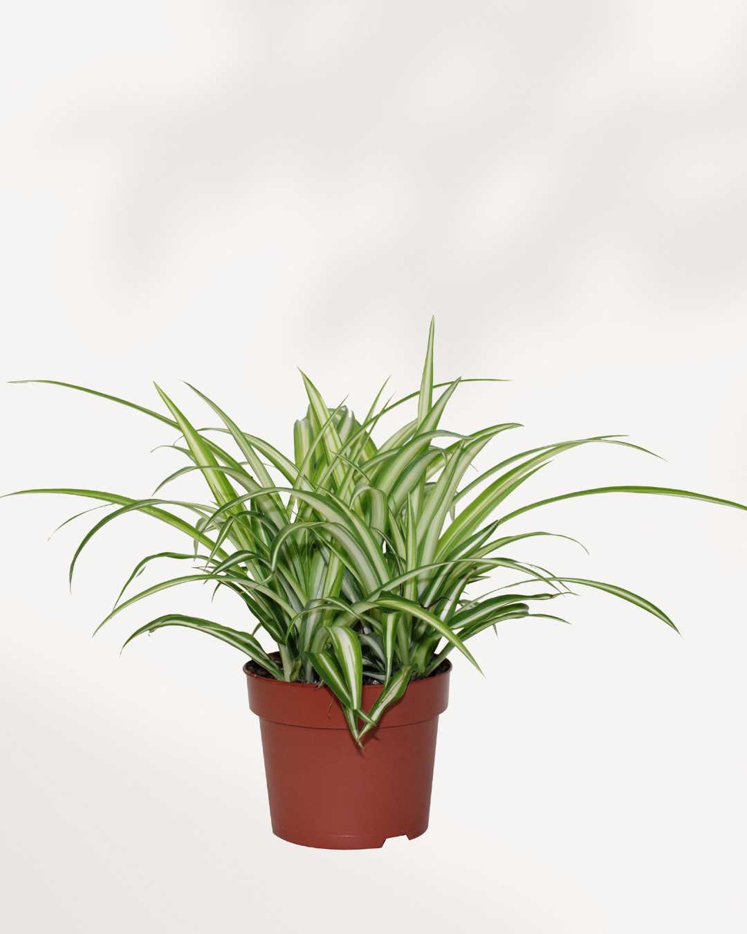 variegated spider plant 6 inch pot Spider Plant Variegated: Easy to Grow plant | Mygreenscape