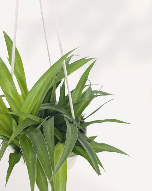 A green trailing houseplant in a white hanging planter with a white hanging cord and hook, shown against a plain white background.