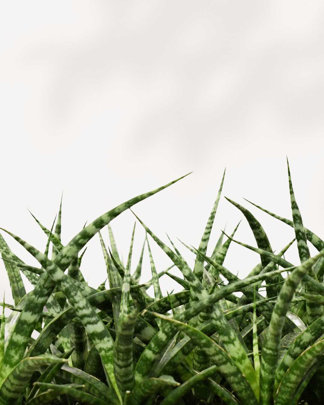 Sansevieria Fernwood Natural