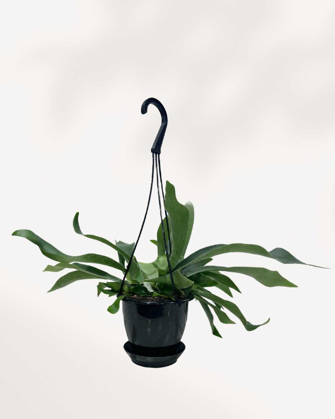 Staghorn Fern - Hanging Basket 6" Hanging Basket