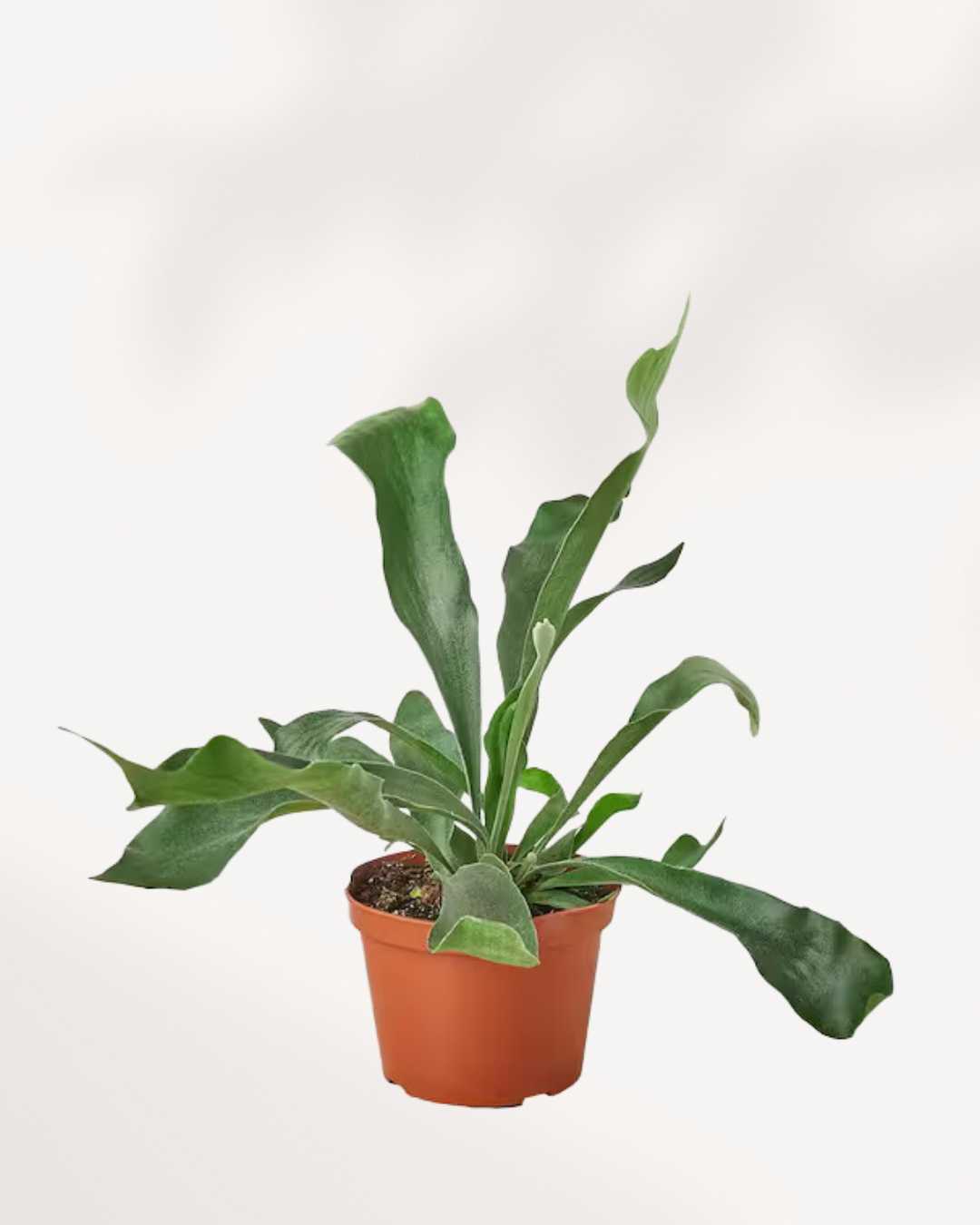 Staghorn Fern 6" Pot - Medium