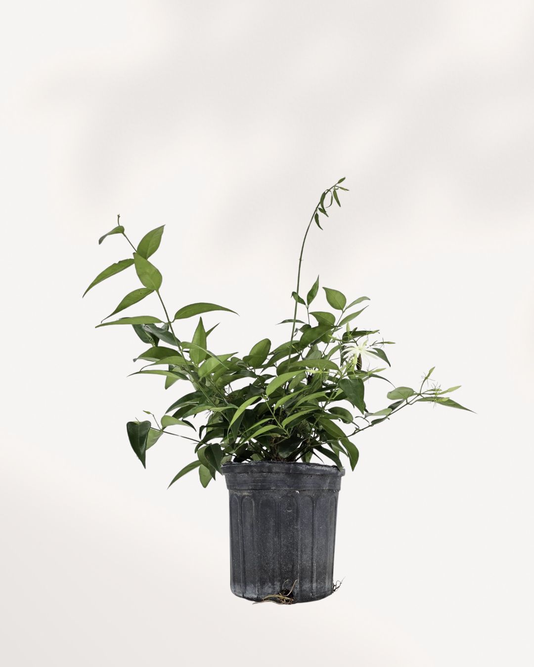 indoor jasmine plant canada Star Jasmine Plant | Buy Online 6-7" Grow Pot – Fragrant & Easy Care | Mygreenscape