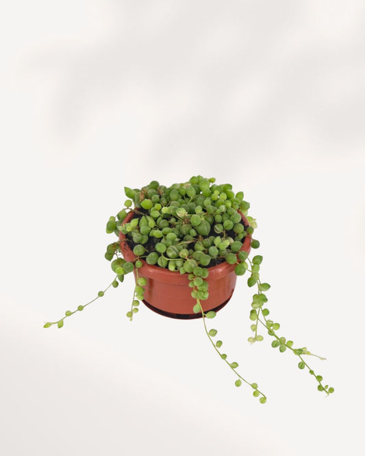 Overhead angle of String of Pearls hanging basket showing dense round green pearl leaves with three long trailing vines cascading down, low maintenance trailing succulent for bright indoor spaces