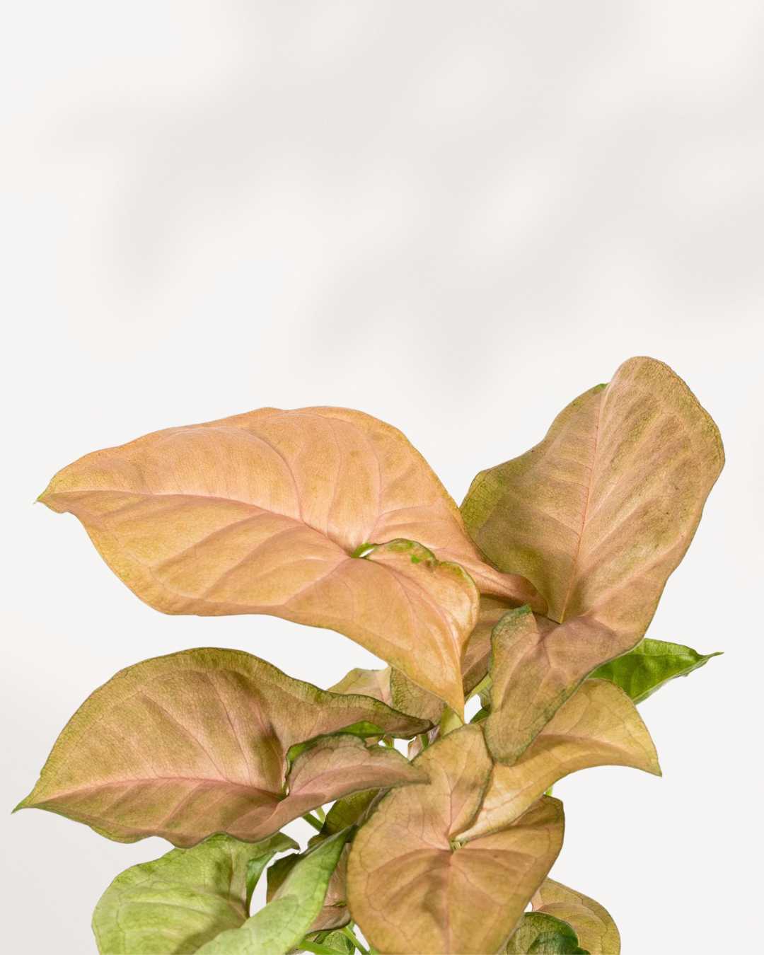 Syngonium Strawberry