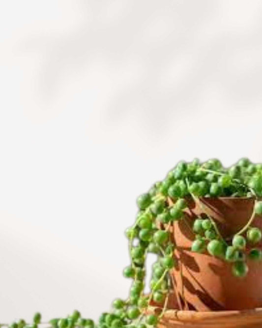 String of Pearls 2.5" Pot - XSmall