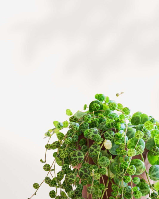 String of Turtles - Peperomia Prostrata 2.5" Pot - XSmall