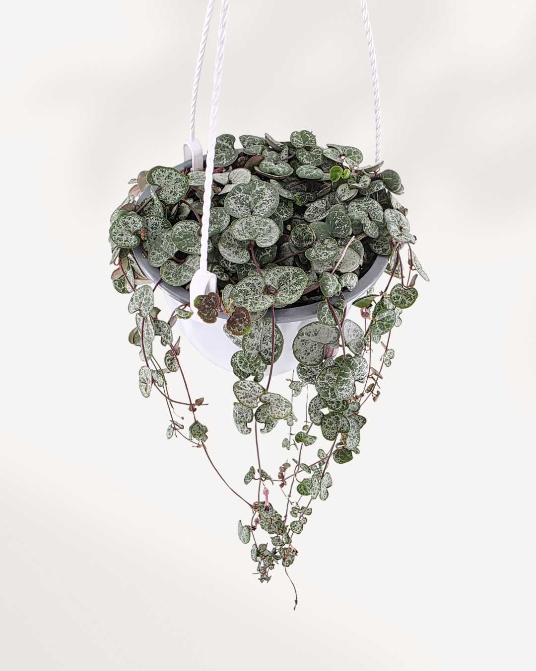 String of Hearts Hanging Basket | Buy Online